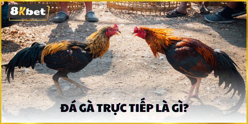 Đá gà trực tiếp là gì?