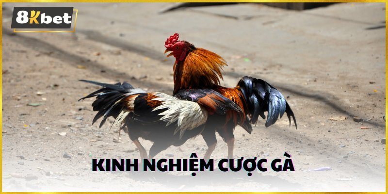 Nắm bắt kinh nghiệm cược gà để nắm chắc phần thắng trong mỗi ván cược