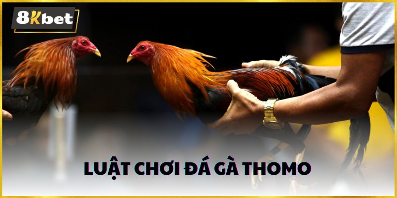 Luật đá gà thomo được quy định rõ ràng cho người chơi dễ nắm bắt