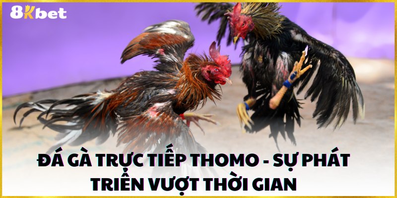 Đá gà trực tiếp thomo - Sự phát triển vượt thời gian